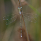 Lestes barbarus